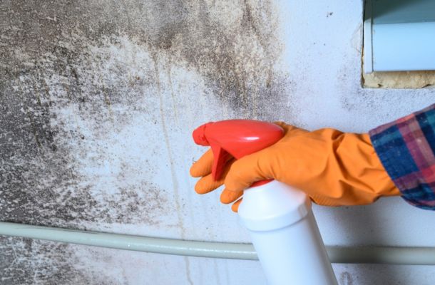 Mold Remediation Burbank, California